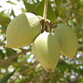 Avicennia marina - capsules