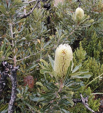 Banksia aemula