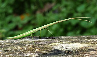 <i>Bacillus rossius</i> Species of stick insect