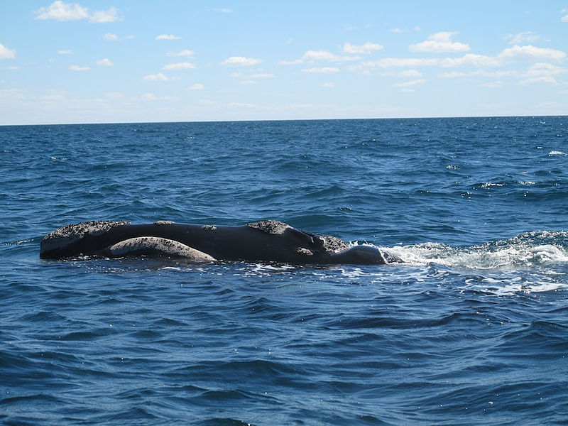 File:Ballenas en Península Valdès.jpg