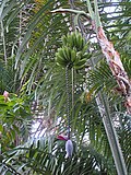 Thumbnail for File:Banana flower fruit.jpg