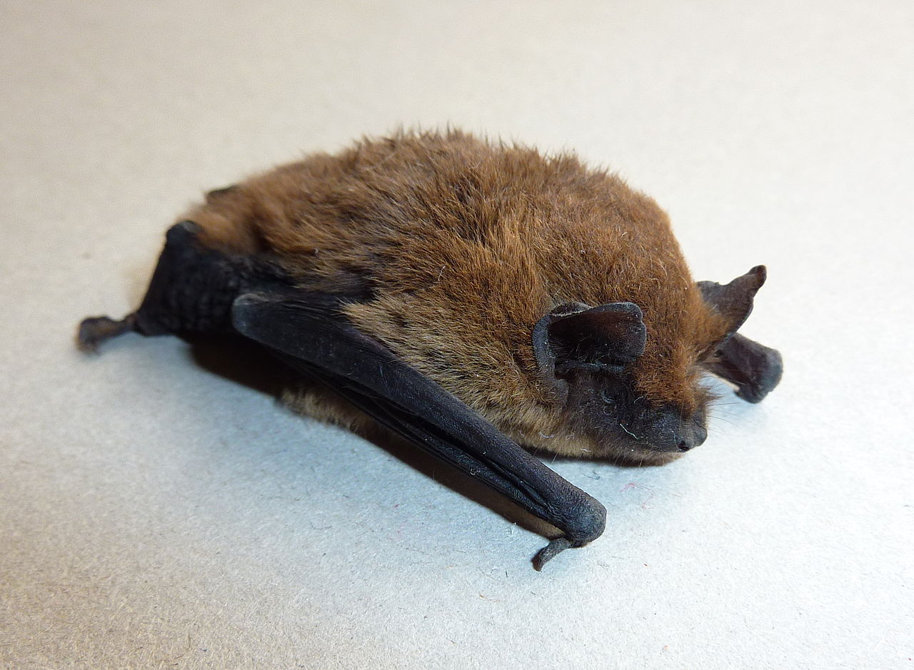 File:Bat-right side.jpg - Wikipedia