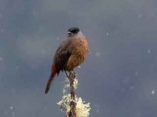 <span class="mw-page-title-main">Bay-vented cotinga</span> Species of bird