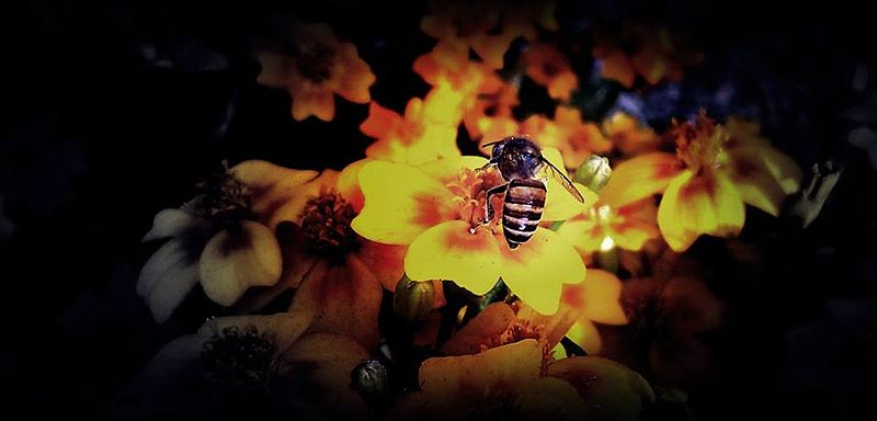 File:Bee on a flower in an Exhibition.jpg