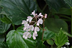 Begonia convolvulacea - Kew Gardens 2.JPG