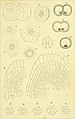 Beiträge zur wissenschaftlichen Botanik (1858-1868.) (19742917583).jpg