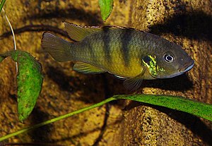 Benitochromis ufermanni