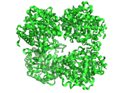 β-glukosidase