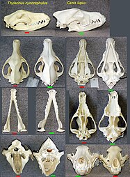 Convergent Evolution