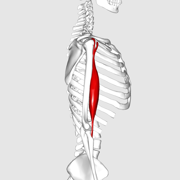 File:Biceps brachii muscle04.png