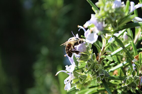 Bee on rosemary