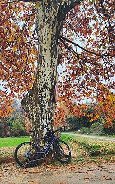 A purple gravel bile next to a tree with yellow, red and orange leaves