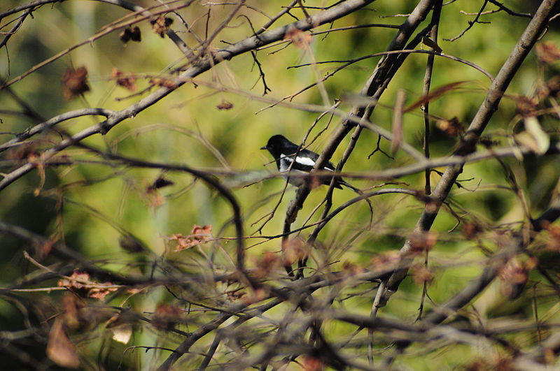 File:Birds in Sundarijal (3).JPG