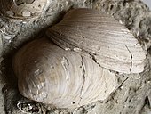 Fossilized shells of the marine bivalve Solecurtus Bivalvia fossils cropped.jpg
