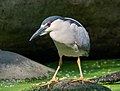 * Nomination Black-crowned night heron in Prospect Park, Brooklyn --Rhododendrites 22:24, 2 June 2021 (UTC) * Promotion  Support Good quality. --PsamatheM 22:43, 2 June 2021 (UTC)