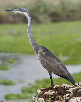 <span class="mw-page-title-main">Black-headed heron</span> Species of bird