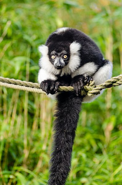 File:Black and white Ruffed Lemur (25027837316).jpg