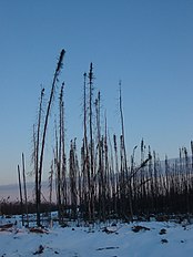 Growing in muskeg