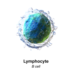 Resultado de imagen de linfocito b