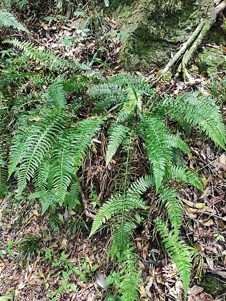 File:Blechnum australe 170597027.jpg