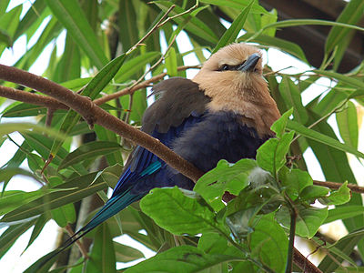 Purigado de plumoj