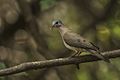 Blue-spotted Wood-Dove - Gambia (31838455583).jpg