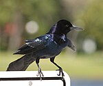 Boat-tailed Grackle.jpg