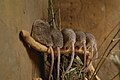 English: Asia Minor spiny mouse (Acomys cilicicus) in Prague Zoo Čeština: Myš kilikijská či Bodlinatka turekcá (Acomys cilicicus) v Zoo Praha