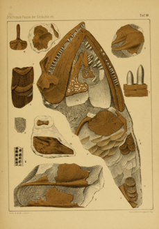 The jaws and neck of Boii illustrated by Fric (1883) from impressions Boii Fritsch skull bottom view.png