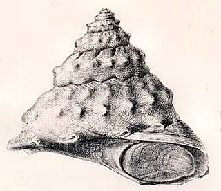 <i>Bolma andersoni</i> Species of gastropod