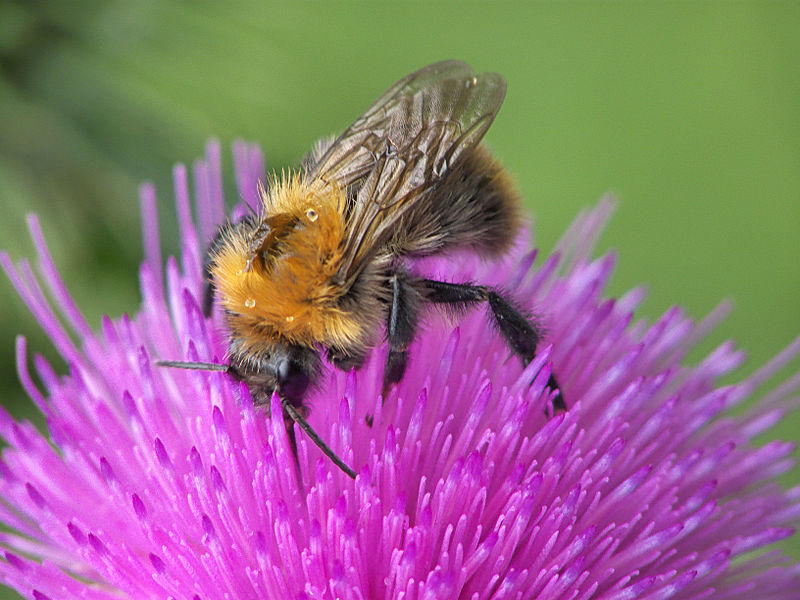 File:Bombus pascuorum Cirsium vulgare, akkerhommel speerdistel (1).jpg