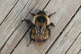 Bombus sandersoni