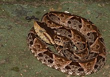 Coiled terciopelo in Panama Bothrops asper (Panama) coiled.jpg