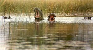 Hippos in the Okavango Delta, Botswana BotswanaOkavangoHippos.jpg