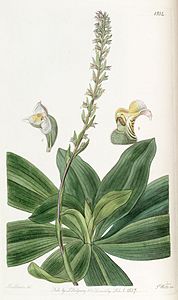 Brachystele bracteosa (comme Spiranthes bracteosa) - Edwards vol 23 pl 1934 (1837) .jpg