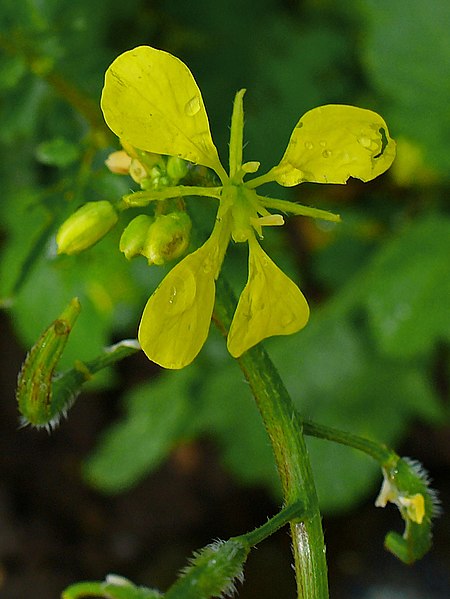 File:Brassica nigra 002.JPG