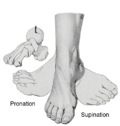 Thumbnail for Pronation of the foot