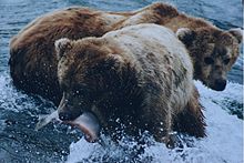 Most bear species are omnivores Brown bears salmon.jpg