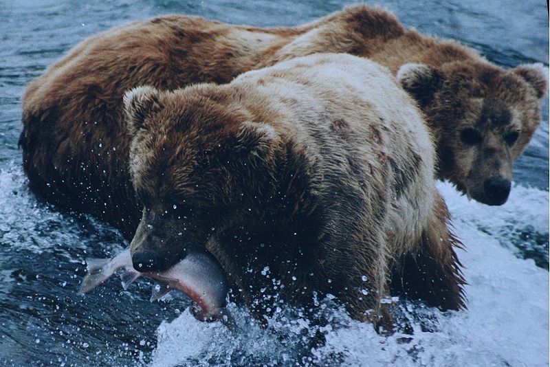 File:Brown bears salmon.jpg