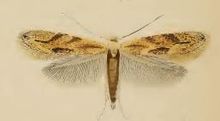 Bucculatrix bechsteinella.JPG 