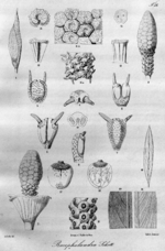 Miniatura para Bucephalandra