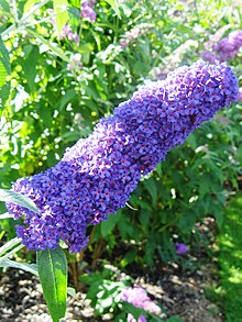 Buddleja davidii 'Griffen Blue' .jpg