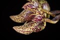 Bulbophyllum frostii