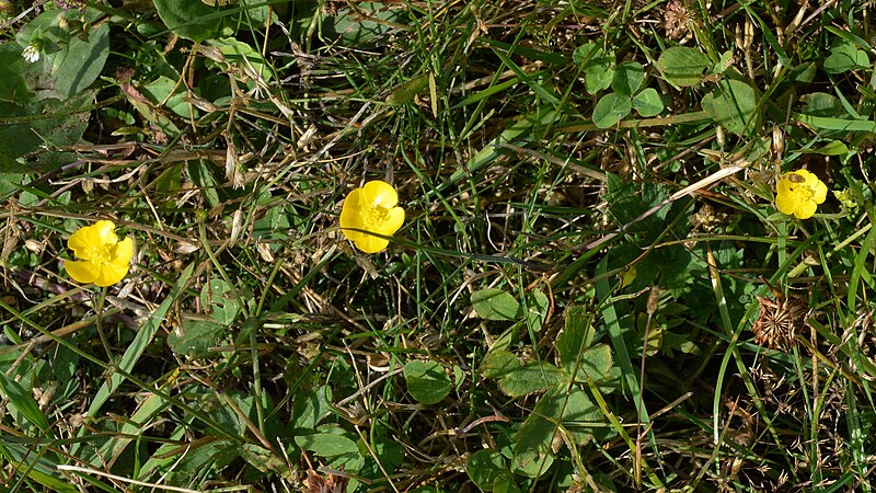 File:Buttercup (Ranunculus sp.) - Hå, Norway 2021-08-09.jpg