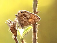 Бабочки из леса JP Nagar Bangalore (20) .jpg