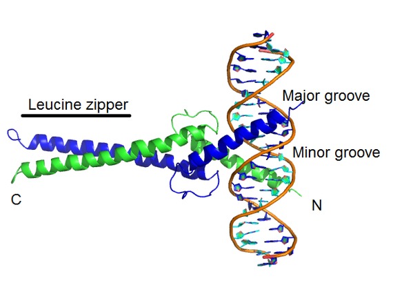 Another DNA binding domain, the Helix-loop-helix (HLH) dimer, is shown bound to DNA fragment -- each alpha helix represents a monomer. Bzip wikimedia modified.tif
