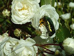 Une cétoine mangeant le « cœur » d'une rose.