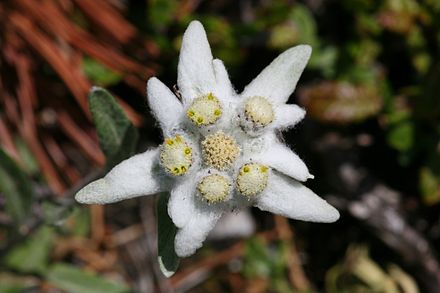 Какой тип питания характерен для эдельвейса. Эдельвейс цветок. Эдельвейс Альпийский. Горный цветок Эдельвейс. Leontopodium alpinum Cass. Эдельвейс Альпийский.