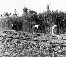 COLLECTIE TROPENMUSEUM Het oogsten van hennep (Cannabis sativa L.) TMnr 10011386.jpg