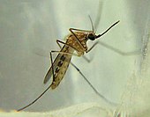 A living Culex mosquito CPipFm.jpg